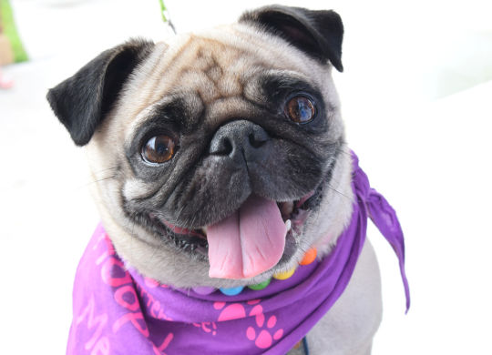 Ruby smiling with a bandana on