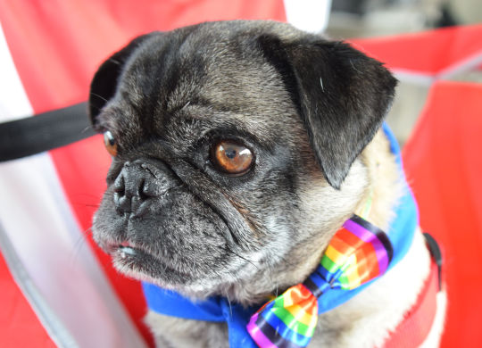 Teddy with a bowtie