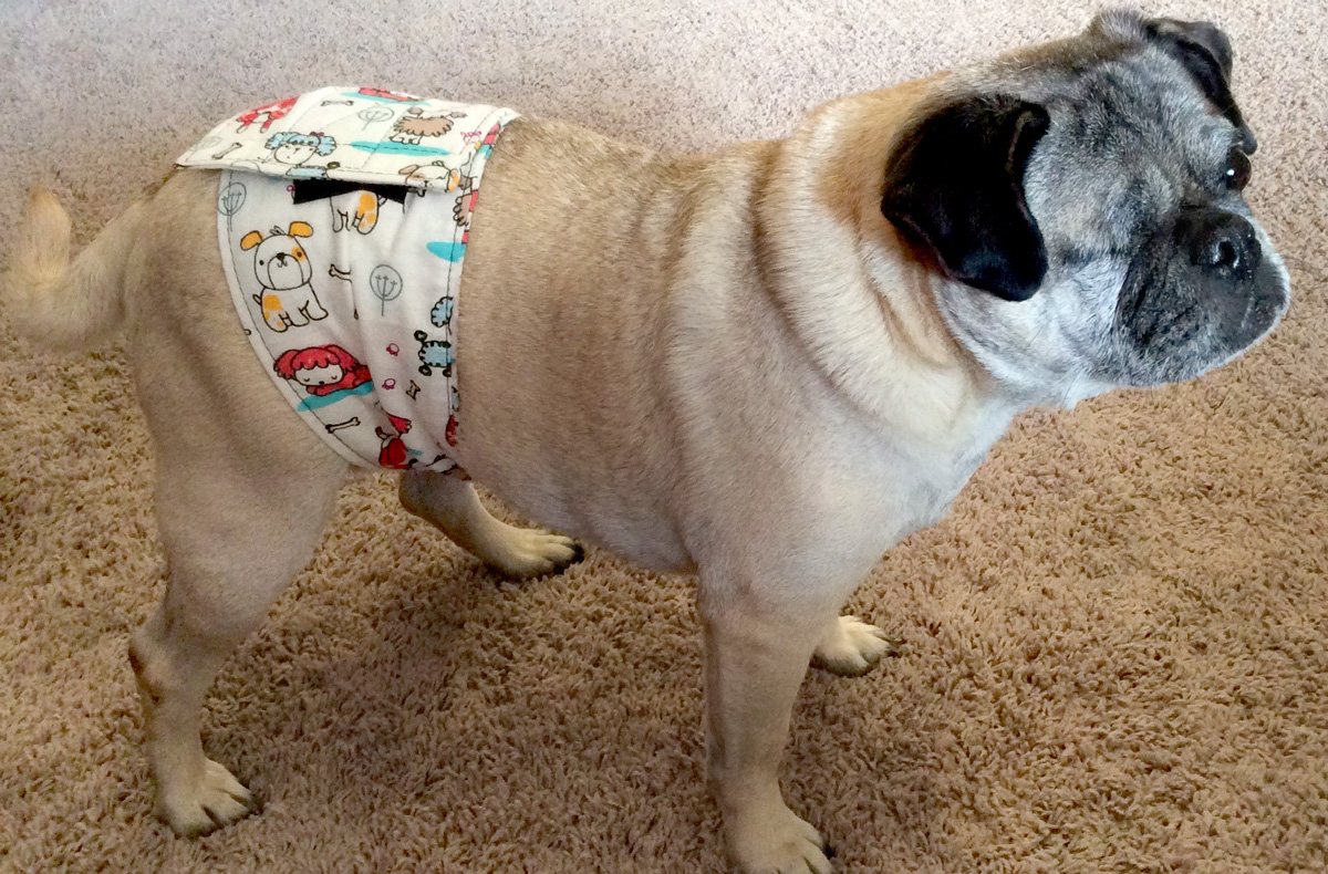 We Need Belly Bands! – Pug Partners of Nebraska