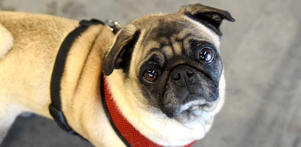 Pugs Available for Adoption | Pug Partners of Nebraska