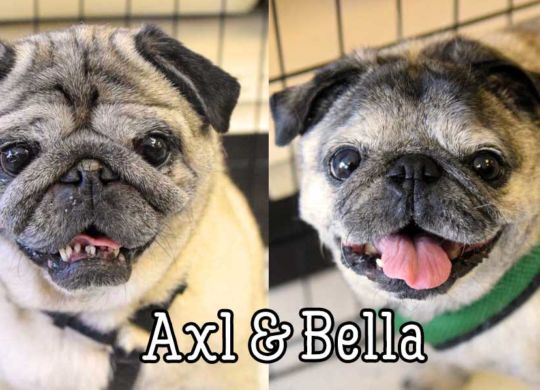 Axl-bella-duo-2