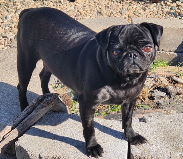 Black pugs sale for adoption