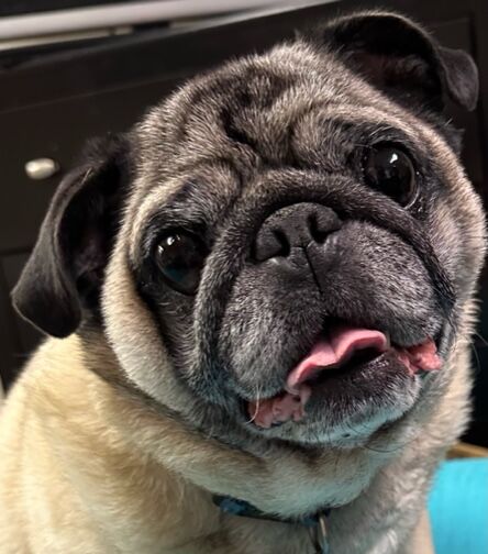 Grey pug store with blue eyes