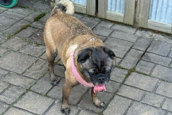 Pug standing outside on grey-brick patio, panting.