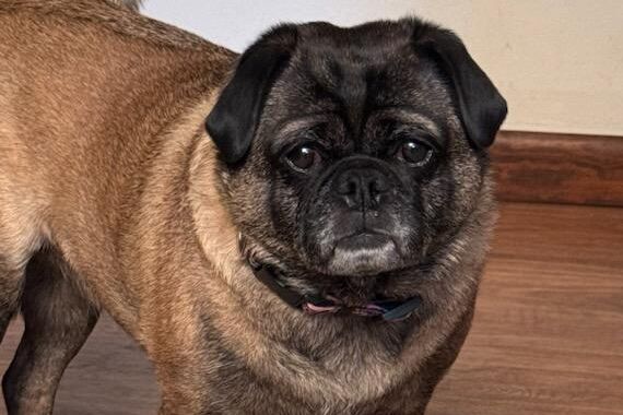 Pug standing, looking straight at camera.