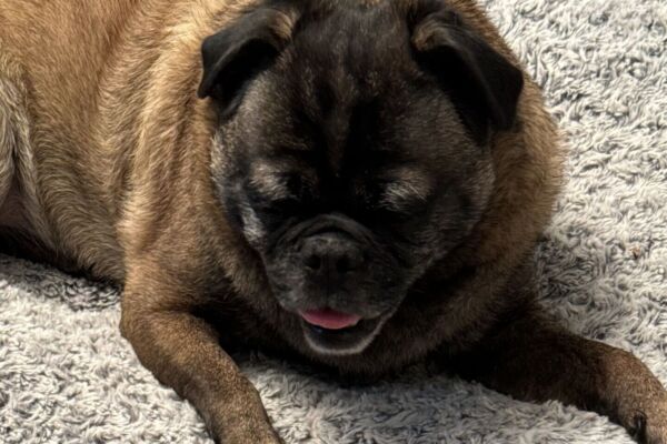 Pug laying on stomach, looking down.