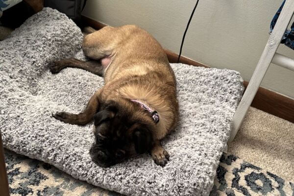 Pug sleeping on rectangular grey dog bed.