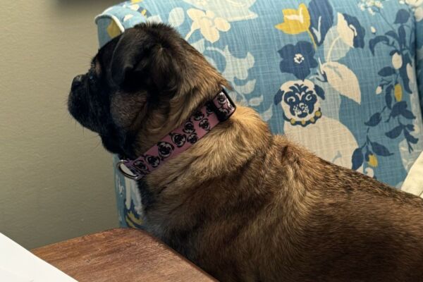 Pug standing on blue chair, looking towards a wall.