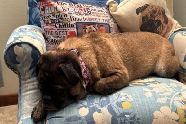 Pug sleeping on seat of blue arm-chair.