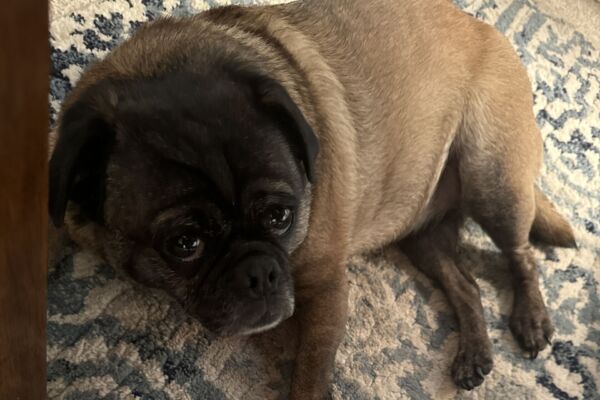 Pug laying on side, looking up.